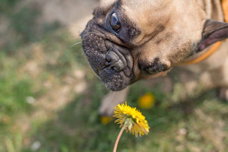 happy young dog french bulldog playing outdoors with the owner and wants to eat a flower. Pet care and lifestyle conceptの写真素材