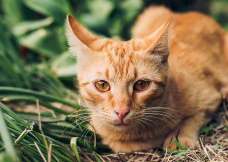 Portrait of a cute and fluffy red cat lying on the green grass in the spring garden and hunting for someoneの写真素材