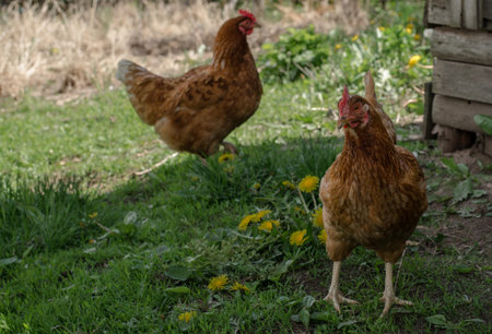 Close up of red chicken on a farm in nature. Hens in a free throw farm. Hens walk in the yard of the...