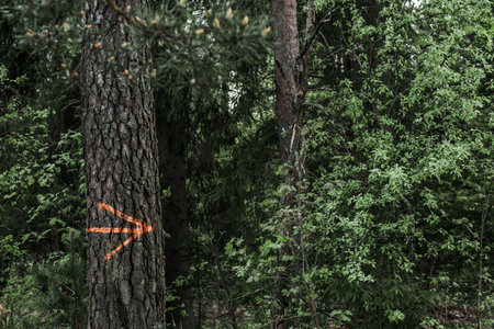 an orange arrow is drawn on a tree in the forest, showing the right path to the hike
