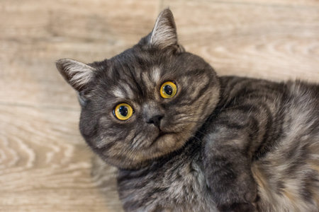 Closeup portrait of a concerned British cat lying on the floor
