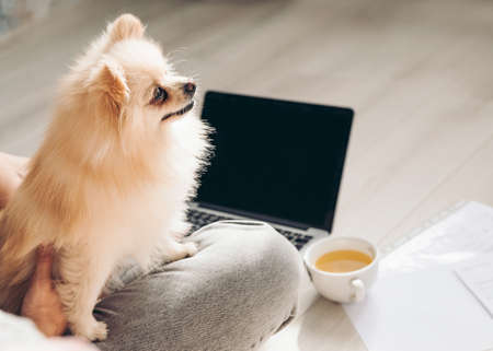 Pomeranian Spitz dog sits on the wheels of his mistress while she works online at home. Concept homework, Love and Care and comfortの写真素材