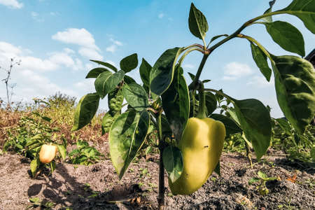 Growing sweet bell pepper in soil rows on a farm plantation. Organic ripe yellow peppers on the branches in garden. Agriculture eco, farming.の写真素材
