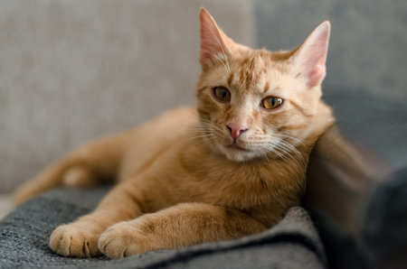 Beautiful striped redhaired young cat Jetit on the couch is resting and looking at the camera. The...