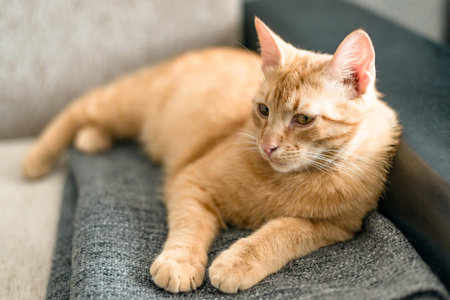Portrait of a redhaired cute tabby cat who is resting on a sofa on a gray plaid. Homeliness. Pets...