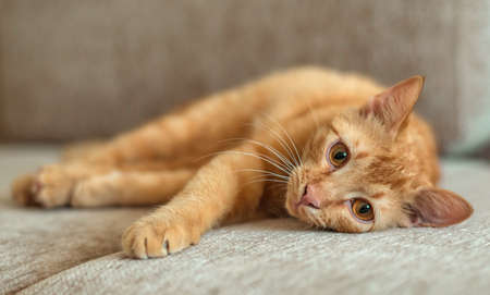 Cute ginger tabby cat lies on a sofa in flat, pets conceptの写真素材