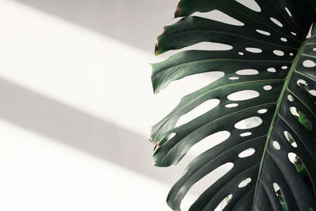 Large houseplants on the near white wallの写真素材