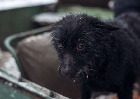 Portrait of a black dog wet from snow on the streetの写真素材