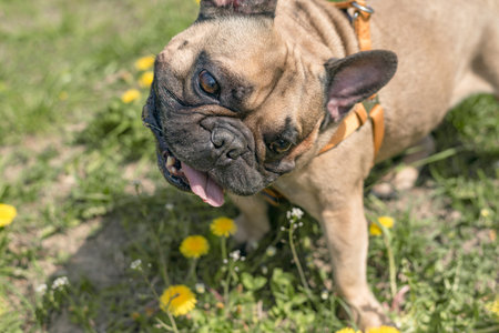 Cute brown French Bulldog Standing in Flowersの写真素材