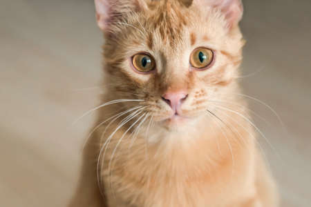 Close up photo of red cat with green eyes looking straight towards camera.の写真素材