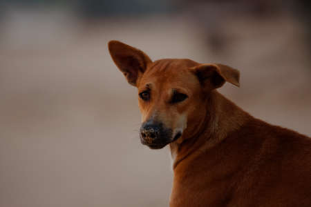 A stray dog on a beach looking out towards the ocean in Sri Lankaの写真素材