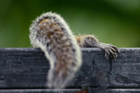 Squirrel found food and climbs the fence behind her, close-up fluffy tail foot. Focus on the foot that the squirrel holds on to the fenceの写真素材