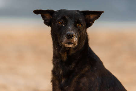 Wild,not domestic dog staying on the beach and looking in the camera. Sand on his face.の写真素材