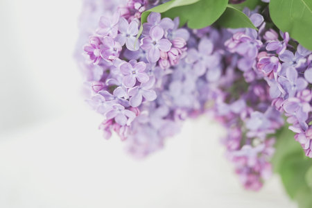 Big lilac branch bloom. Bright blooms of spring lilac bush. Spring blue lilac flowers close-up on...