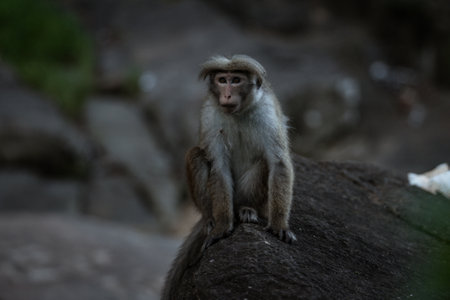 A portrait of sad macaque monkey sitting on a stone on a blurred water backgroundの写真素材