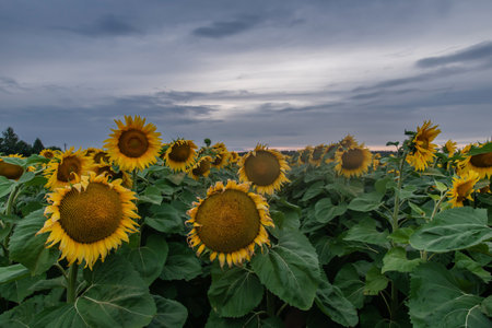 Beautiful sunflowers in the field natural background, Sunflower bloomingの写真素材