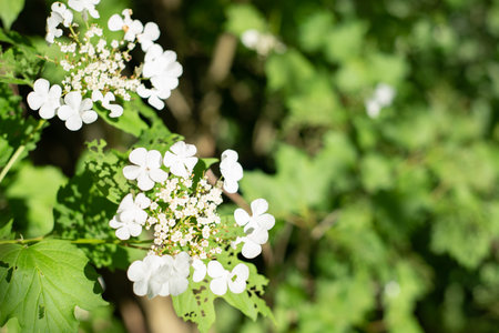 Beautiful white flowers of blooming Viburnum shrub on green background. selective focus, closeup. Nature concept for green design.の写真素材