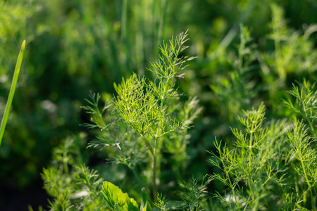 Background from young dills. Fresh fennel.