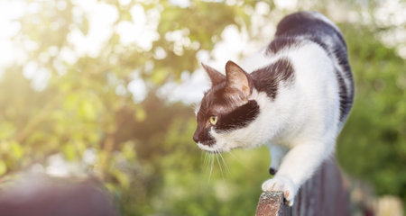 A village black and white cat stalks on the fence in sunset. Hunts and waits for prey.の写真素材