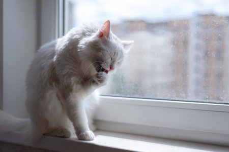 Cat grooming himself cleaning his fur while resting on window sill. Dirty window on background. Cleaning conceptの写真素材