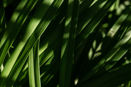 Close-up photograph of green leaves with dramatic shadows and sunlight, creating a natural and...