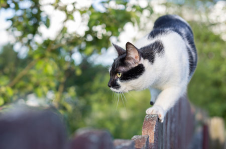 Black and white cat walks along the fence and hunts for birdsの写真素材