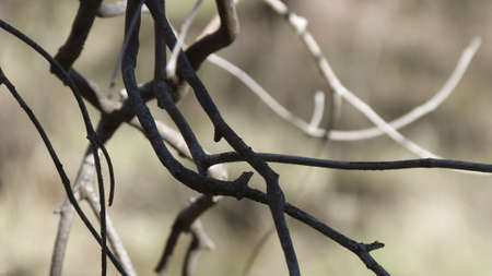 Bokeh Australian Gum twigs in foregroundの写真素材
