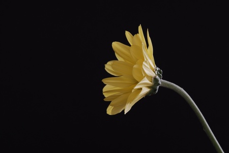 Yellow flower against black backgroundの写真素材