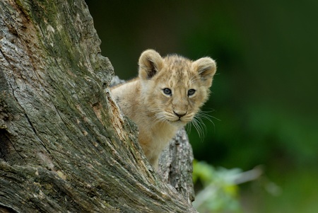 Lion cub (Panthera leo)の写真素材