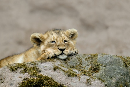Lion cub (Panthera leo)の写真素材