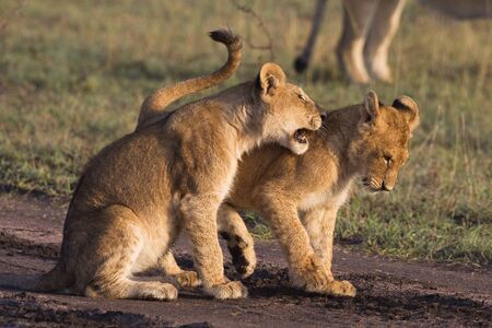African lion cubs (Panthera leo)の写真素材