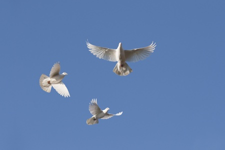 White doves in flight against blue skyの写真素材