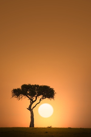African acacia tree silhouette at sunsetの写真素材