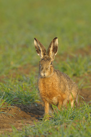 Brown hare sitting in field