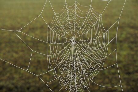 Frozen Spider Webの写真素材