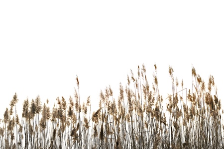 Reed against white background Reed against white background