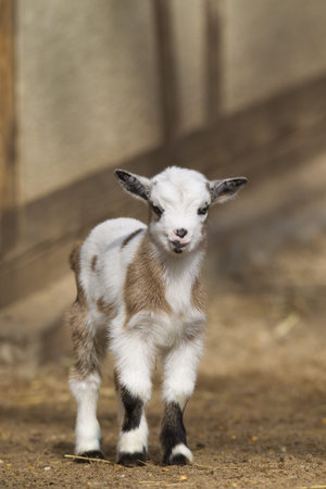 Baby goat standing in front of a barnの写真素材