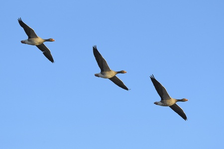 Three greylag geese  Anser anser  in flight against blue skyの写真素材