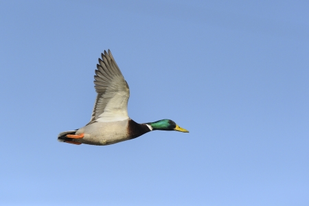 Colorful mallard duck flying against blue skyの写真素材