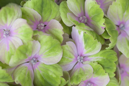 Close-up of hydrangea