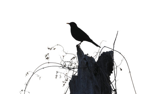 Blackbird silhouette, Germany