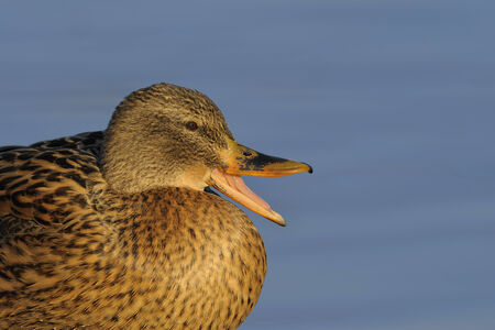 Female mallard duck portraitの写真素材