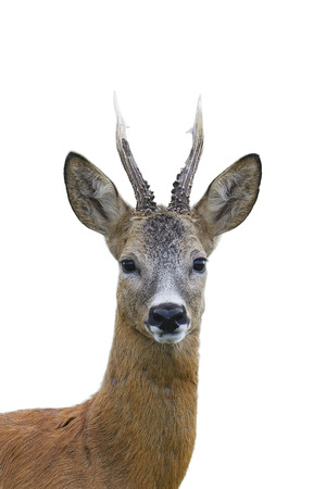 Roe deer buck portrait isolated on whiteの写真素材