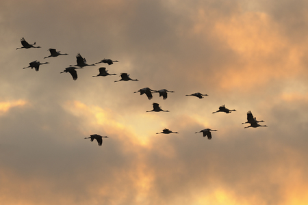 Silhouettes of common cranes in flightの写真素材