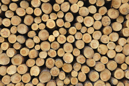 Front view of stacked logsの写真素材