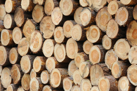 Close-up of a log pile of spruce trees