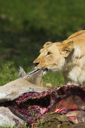 Lioness with eland kill, Masai Mara, Kenyaの写真素材