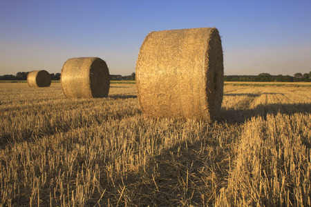 Bales of hay in fieldの写真素材
