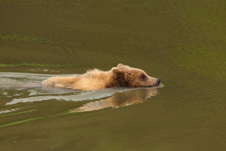 Brown bear swimming, Ursus arctos, Germanyの写真素材