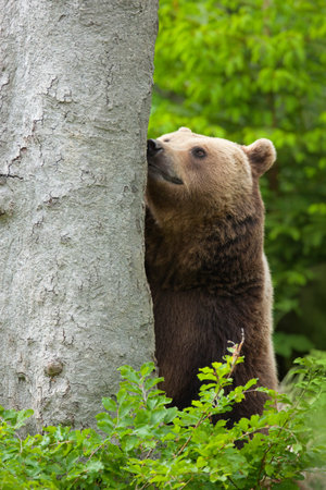 Brown bear, Ursus arctos